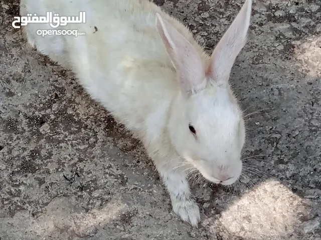 انثى ارنب شغالة