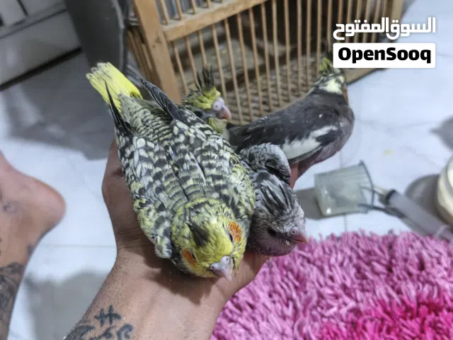 كوكتيلات للبيع افراخ ياكلن زق