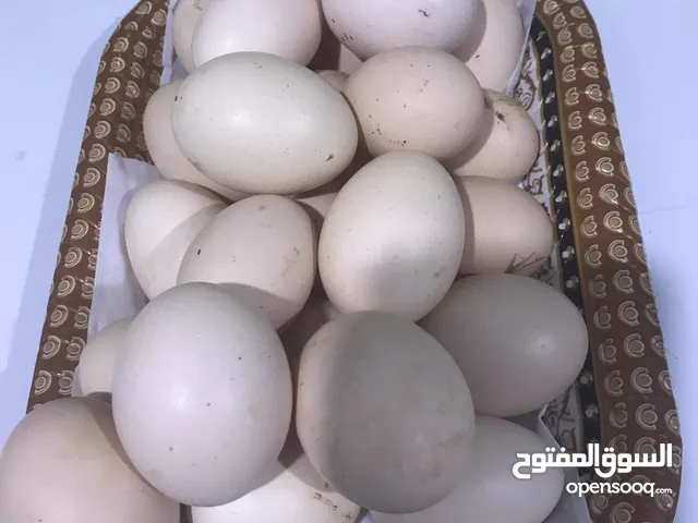 بيض دجاج عرب