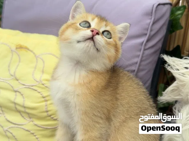 قط كيوت سوكتش ستريت جولدن