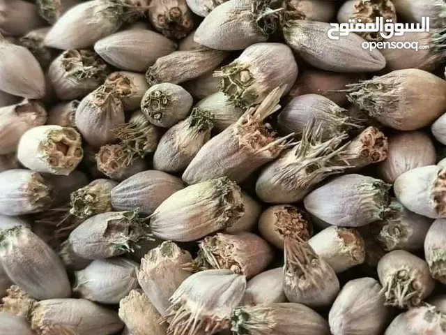 بذور عكوب للبيع
