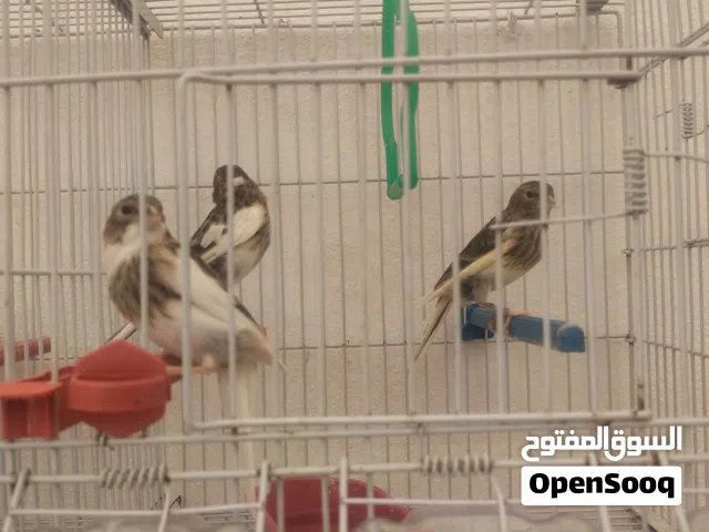 فراخ الكناري