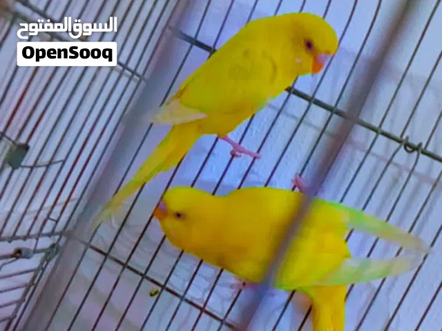 عصافير حب لا تيلو عين حمراء