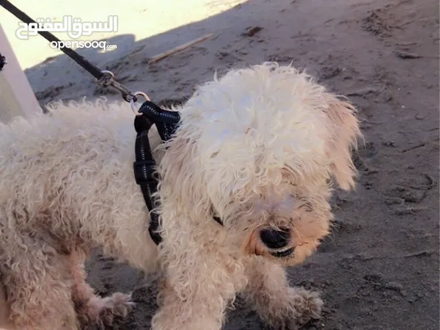 كانيش للبيع