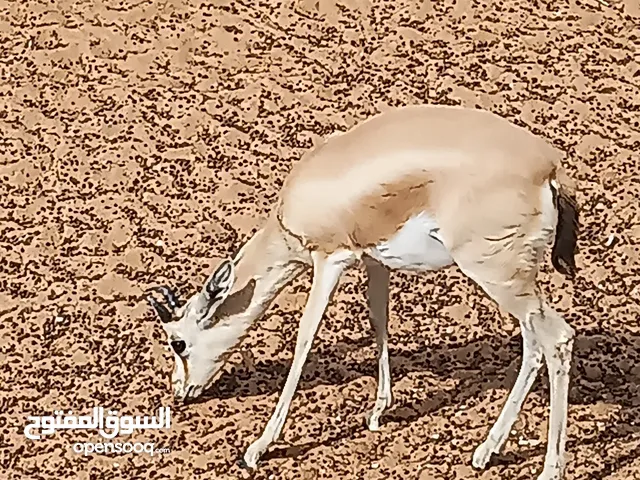 جدي غزال الريم للبيع ..السعر 3500 قابل للنقاش