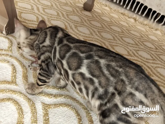Bengal chatons pure