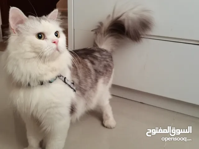 Very beautiful hairy white Grey male cat