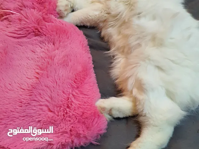 قطة انثى للتبني