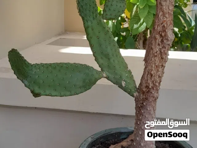 Lovely cactus in a nice ceramic pot