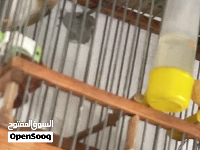 قورديل مشاء الله اقرأ الوصف