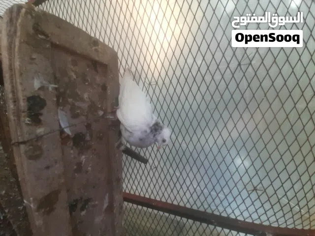 السلام عليكم بهلوان للبيع