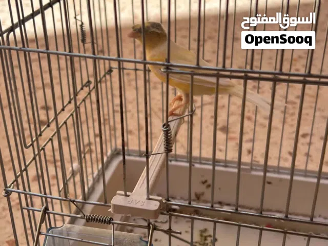 كناري للبيع