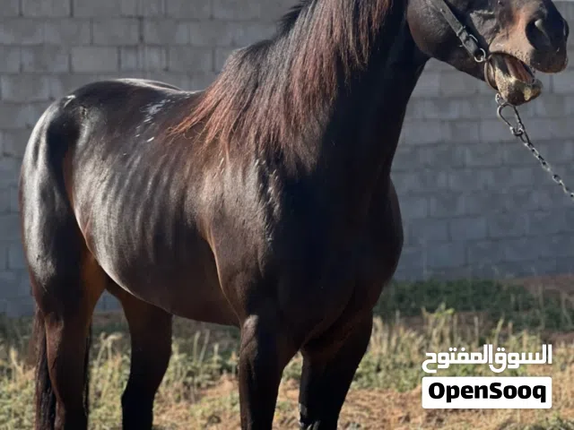 احصان إنجليزي