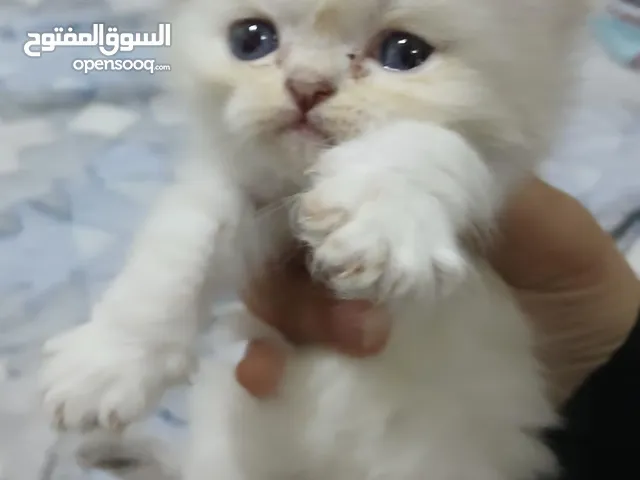 قطط راغدول بيور مع بوكس اغراض هدية الدببة الصغيرة جاهزة عمر 45يوم الشارقة