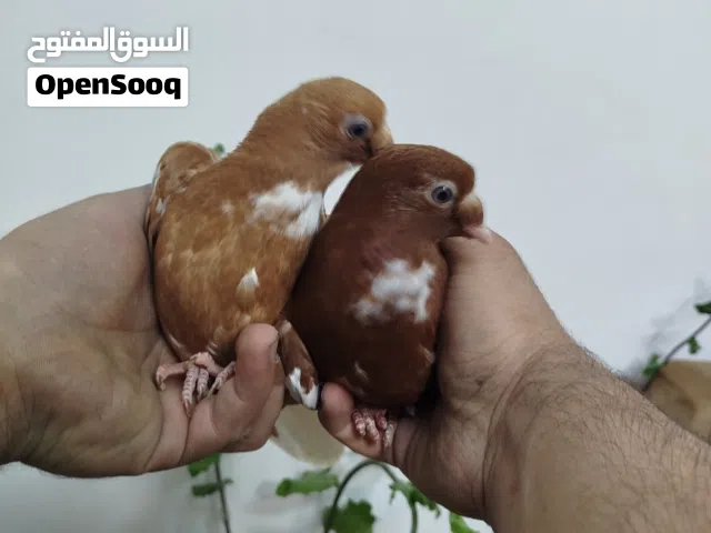 فرخين نوريات مقرفلات