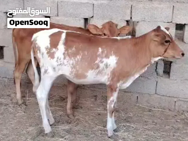 عجلتين مهجنات فرصه للتربيه جروزات ف الأكل