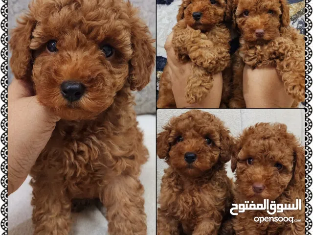 50 Days,Toy Poodle puppies