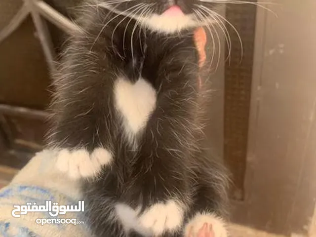 قطه عمر 50 يوم