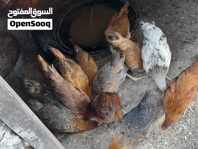 9فرخات وديك العمر من 3شهور ونص إلى 4شهور  صحه ونضافه