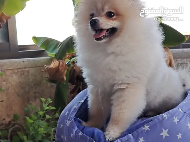 كلب بوميرانيان للبيع Pomeranian dog for sale