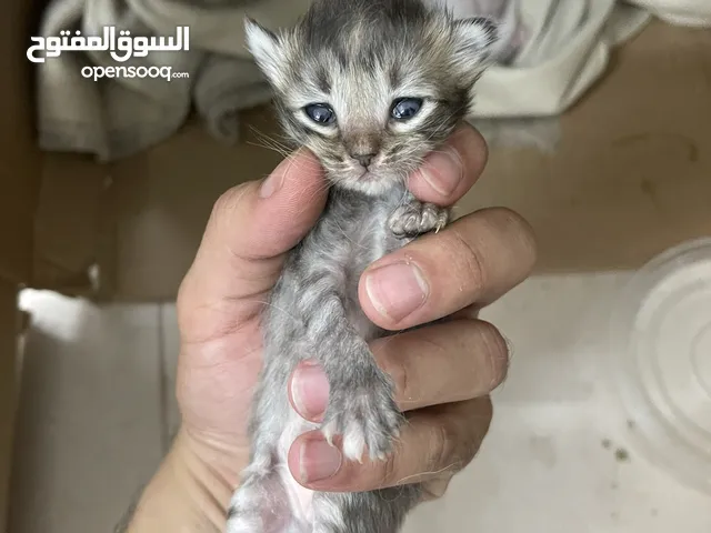 Persian Cats for Sale - Only 20 OMR Each! للبيع قطط 20 ريال الصغار الحبة كيوت