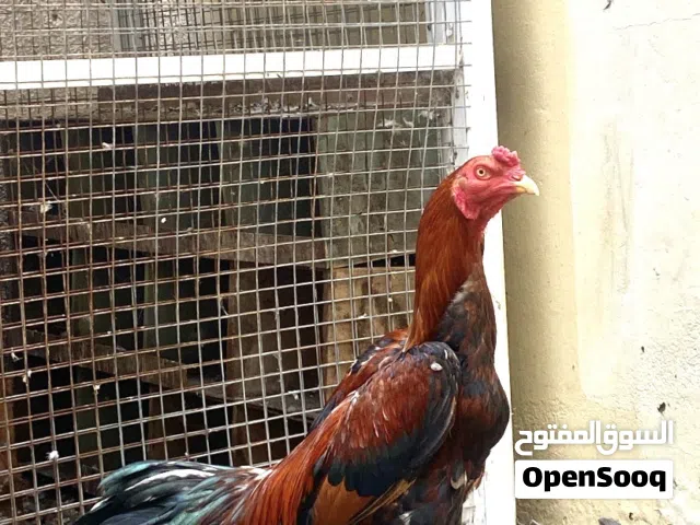 الطير للبيع