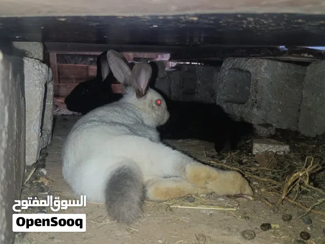 اناثي للبيع