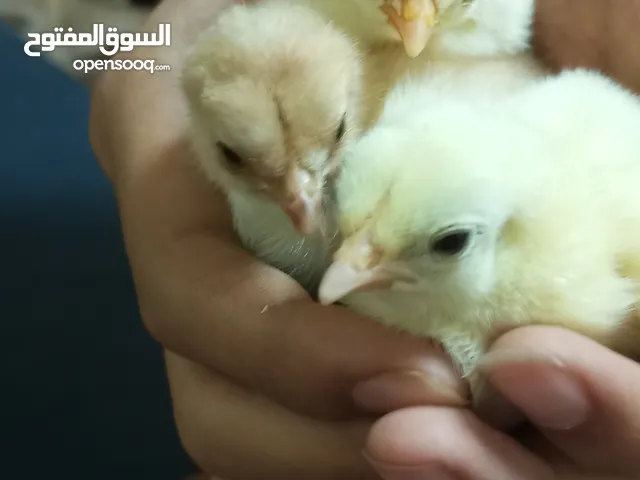 baby chicken for sell preorder Desi murgi