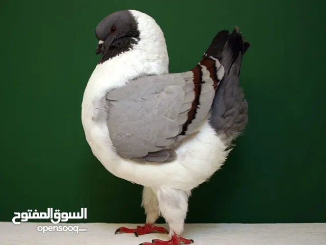 حمام مدينه ألمريكي الزوج8ريال فقط الون مميز