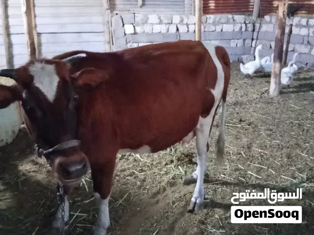 هايشه للبيع