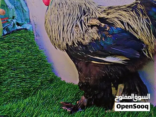 فراريج مشاء الله
