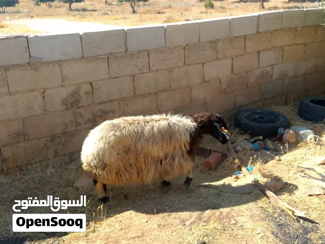 ذبايح بلدي لحم