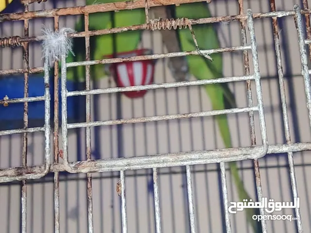 جوز دره مع فرخين الفرخين اقرا الوصف