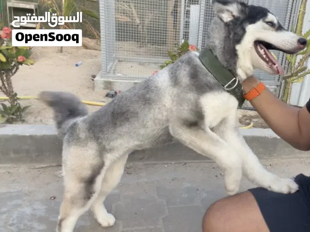 للبيع هاسكي ( 100 kd )