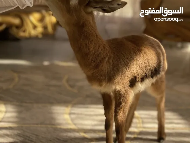 السلام عليكم ورحمة الله وبركاته للبيع غزلان الدماني زوج