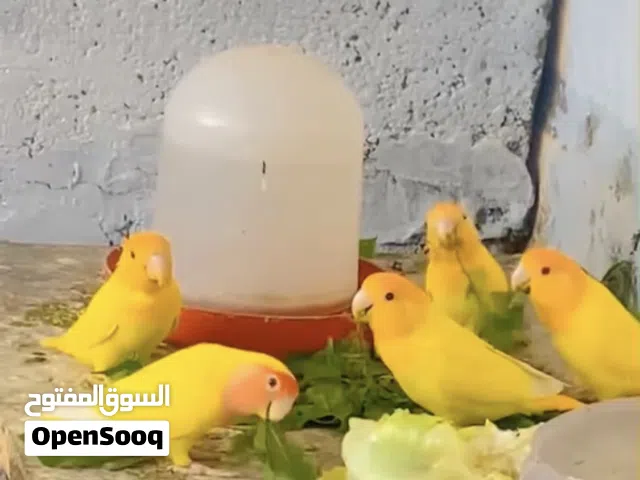 متوفر زوز كوبيات بركديلو اورنج ألفه تامه للبيع