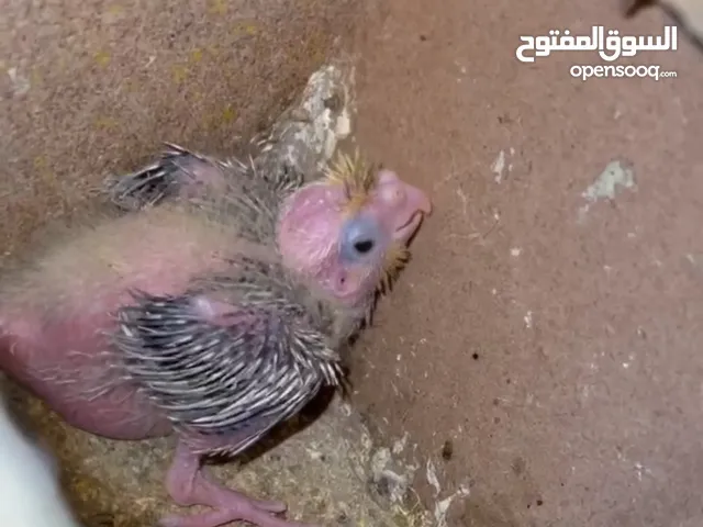 سلام عليكم افراخ ببغاء كوكتيل جاهزات للزق (تأكيل يدوي) صحتهن ممتازه مكاني بصره تنومه متوفر توصيل 5
