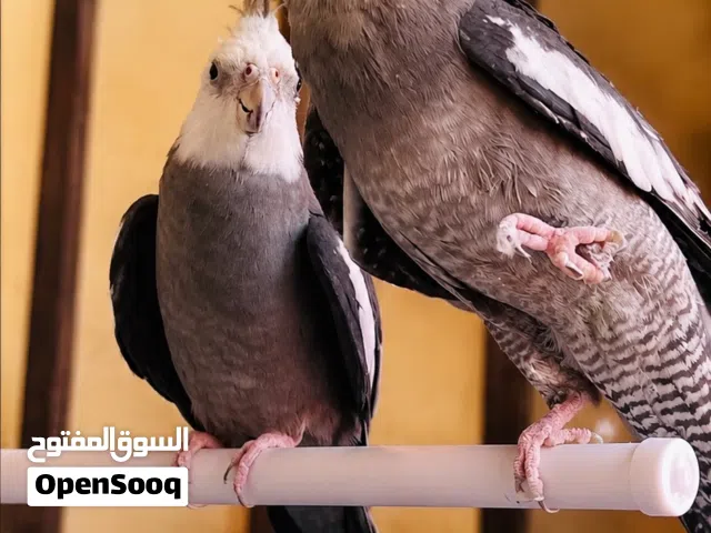 كوبية كوكتيل الله يبارك حجم ونضافة