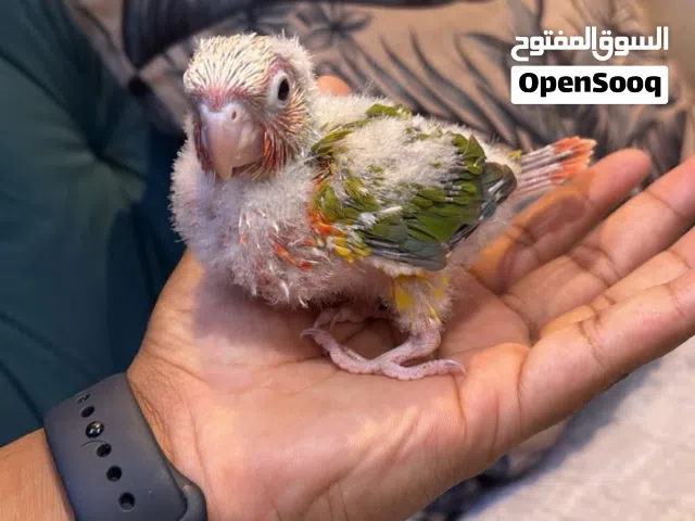 فرخ كنيور دبل دبل ريد فاكتور حجم سوبر سوبر جامبو