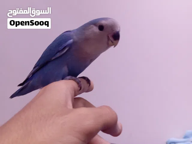 للبيع لافبيرد اليف شرط صحه ونضافه