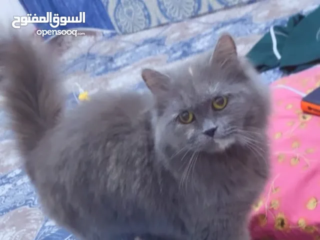 بزونه شيرازيه لونها مميز نثيه تربايه مال بيت مدلله