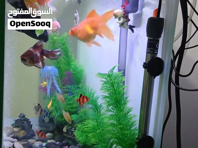 حوض سمك فخم