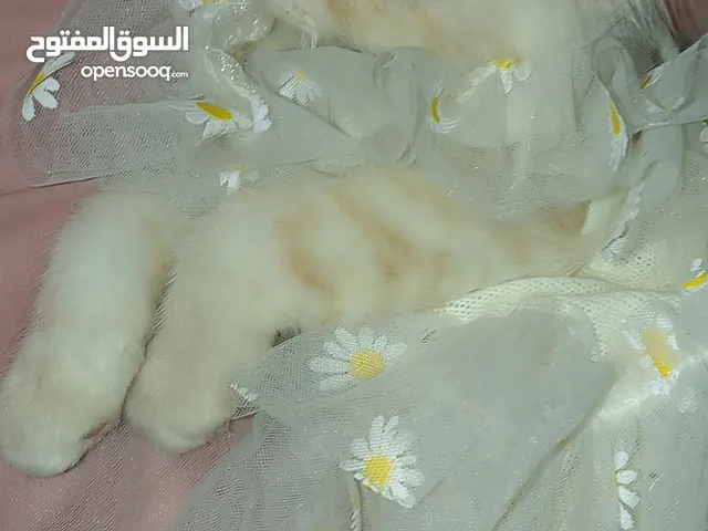 بيور تركي أنثى مع جميع ملحقاتها