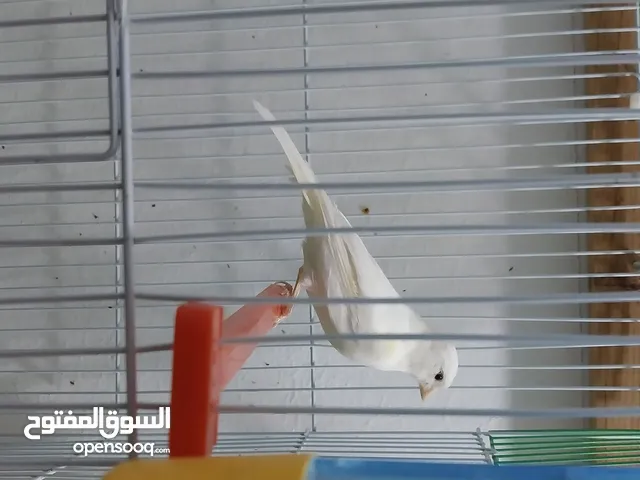 طيور كناري جوزين  وحب للبيع