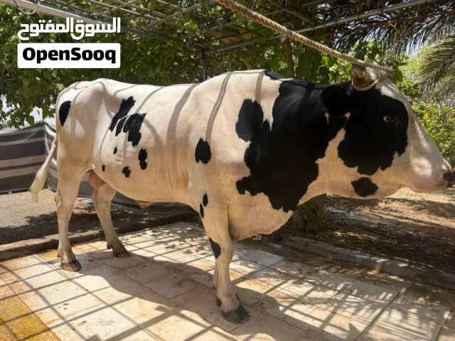 ثور مهجن،،،