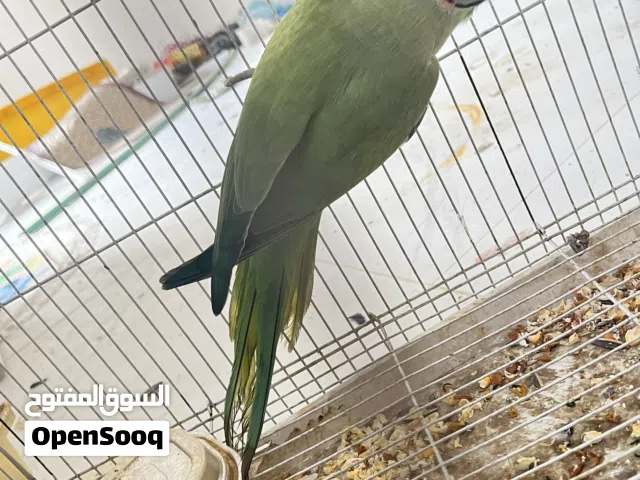 السلام عليكم ثلاث تكوك طيور دره ثنين مخالطف واخد فحل جاهز