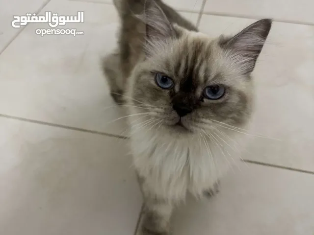 قط هملايا أنثى