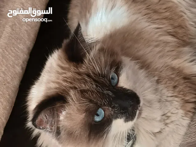 mix khaki and white Persian Cat