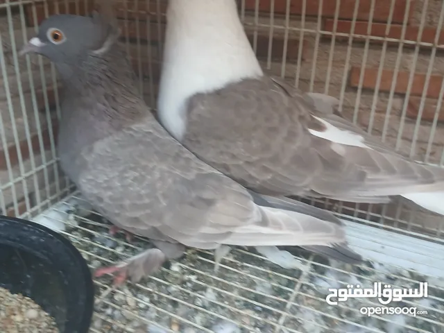زوج ايراني