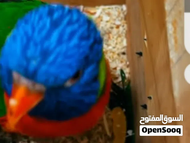 جوز لوري منتج شرط